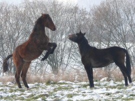 Cool Runnings und Babalou beim spielen auf der Winterkoppel